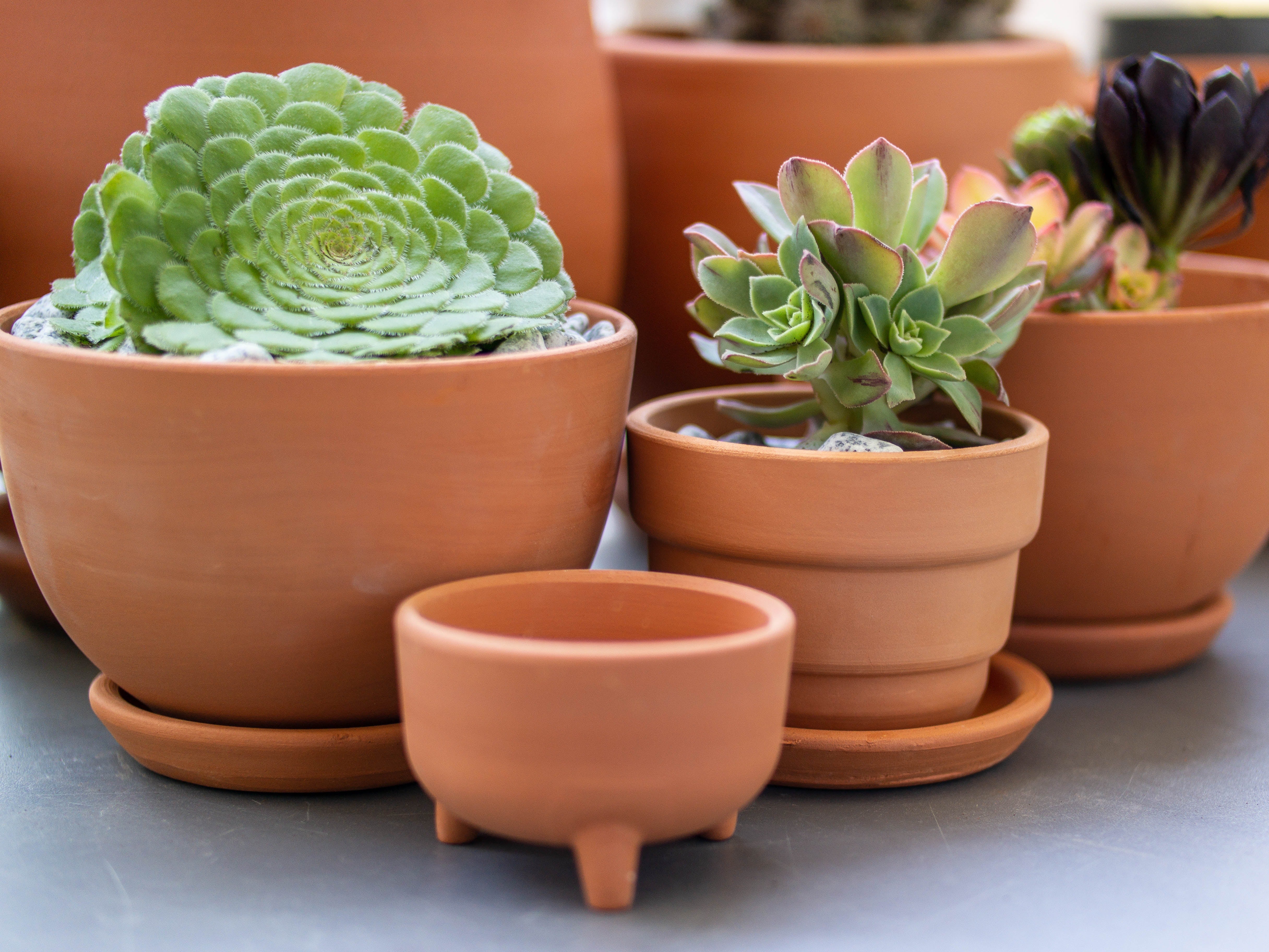 Choosing the Right Pot for Your Succulents: Tips and Top Picks  Cute Farms