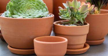 A Guide to Choosing the Right Pot for Your Succulents: Tips and Top Picks