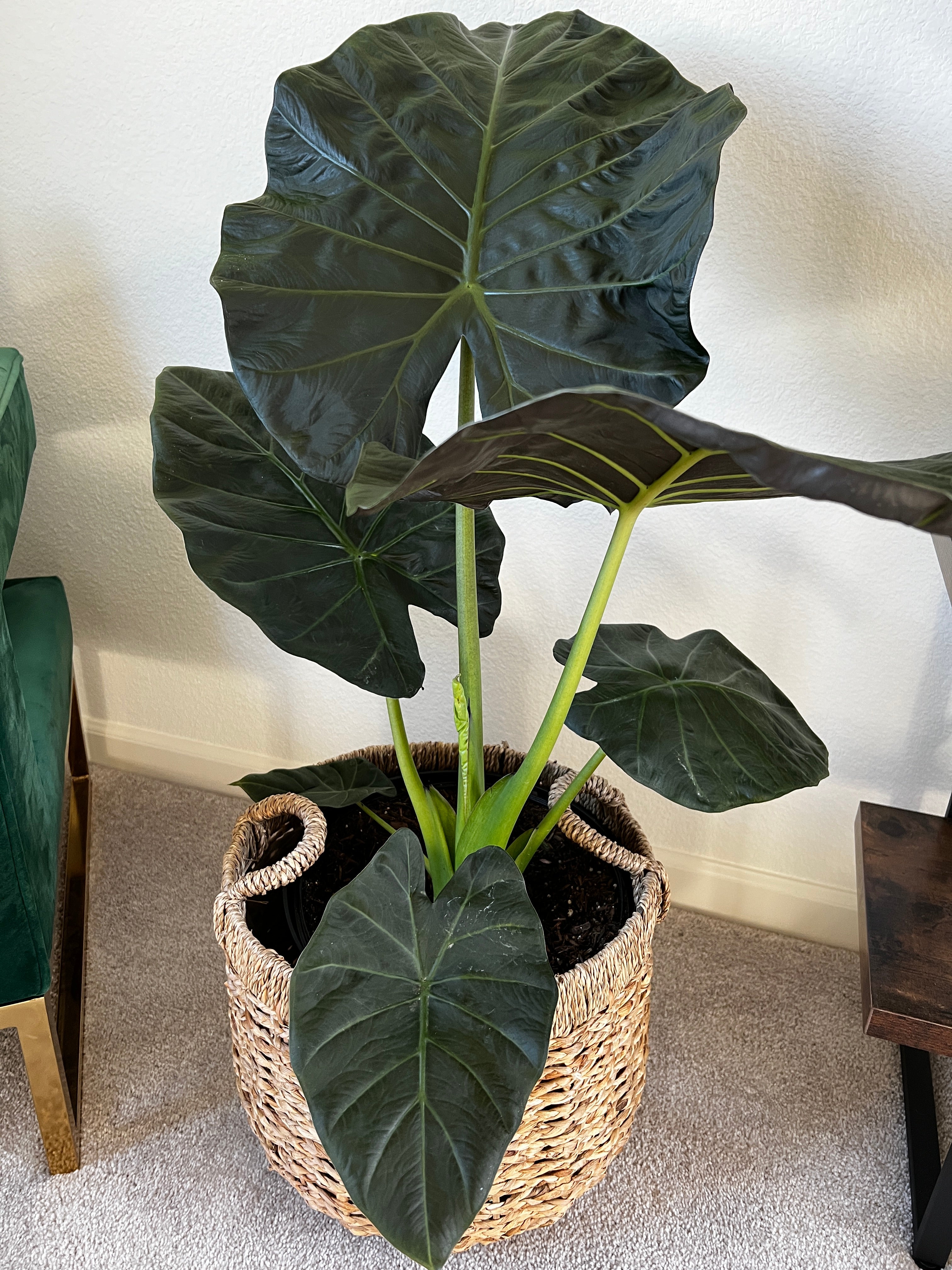 Caring for the Elephant Ear Plant (Alocasia Wentii): Tips for Thriving  Indoor Elegance  Cute Farms