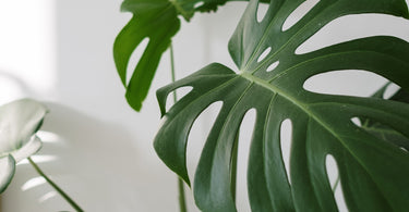 Indoor Potted Exotic Flower and Tropical Plant Care Guide