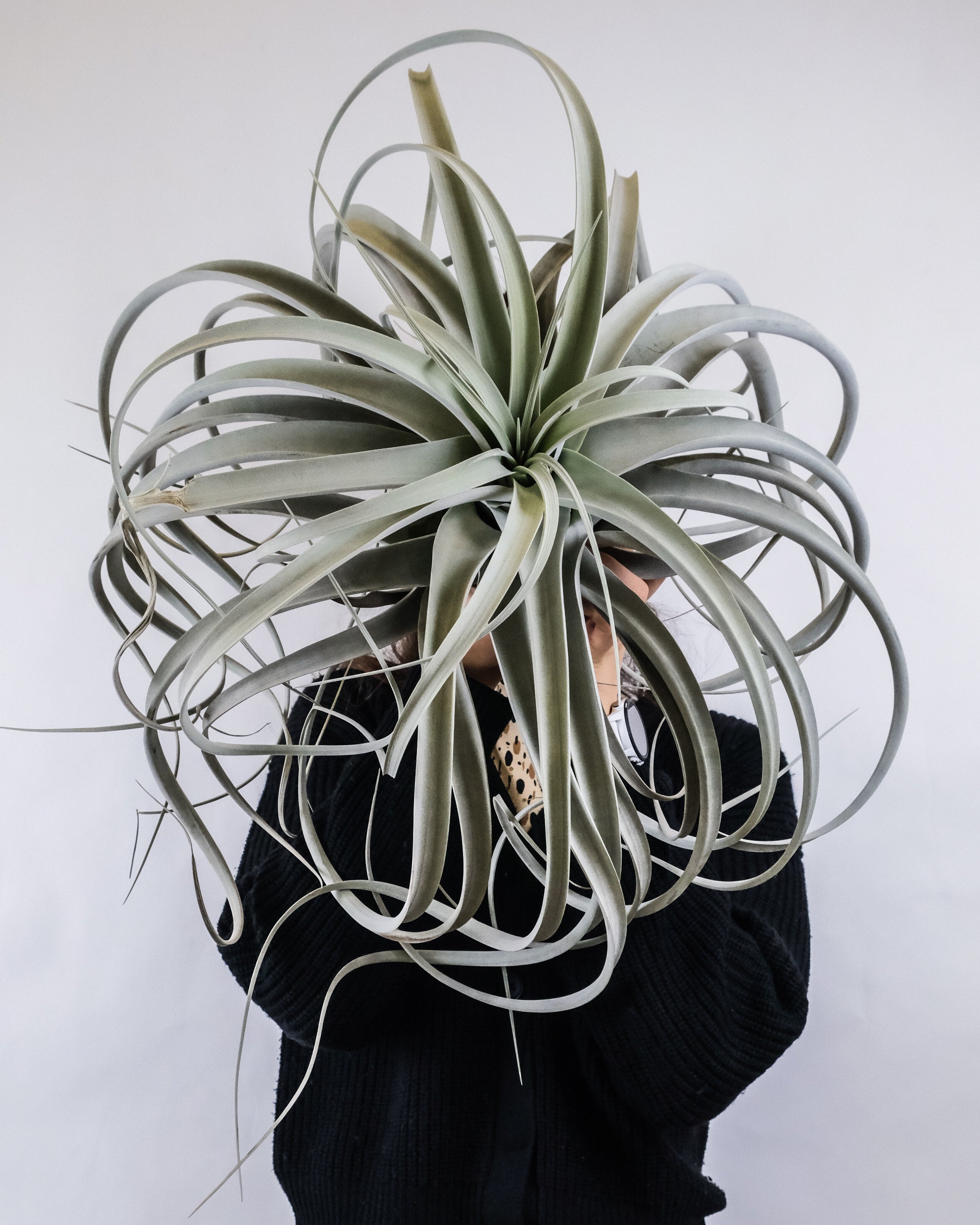 The Beauty of Tillandsia Xerographica: A Guide to Growing and Caring for  This Popular Air Plant  Cute Farms