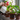 Top 6 Essential Rules for Watering Houseplants