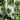 Top 6 Low-Maintenance Tropical Plants to Elevate Your Home