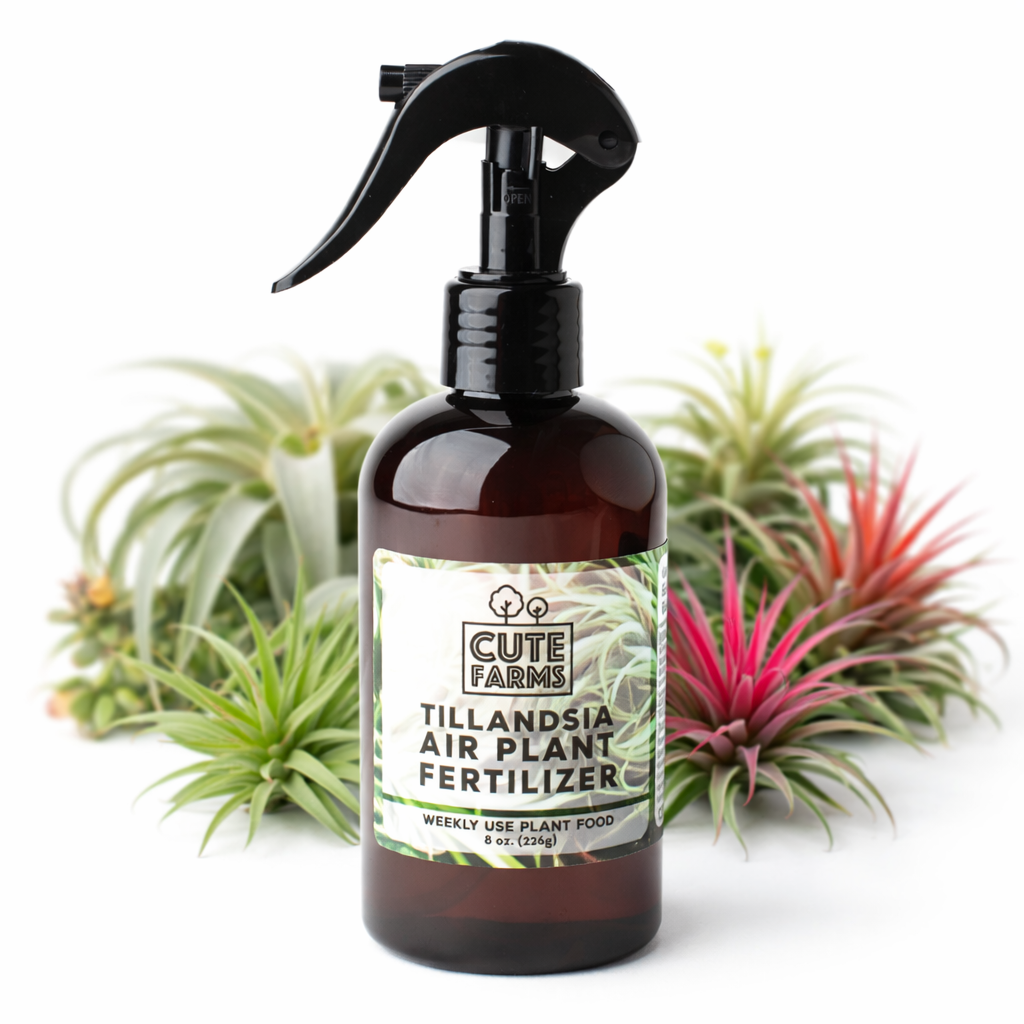 feed air plants Tillandsia Air Plant Fertilizer