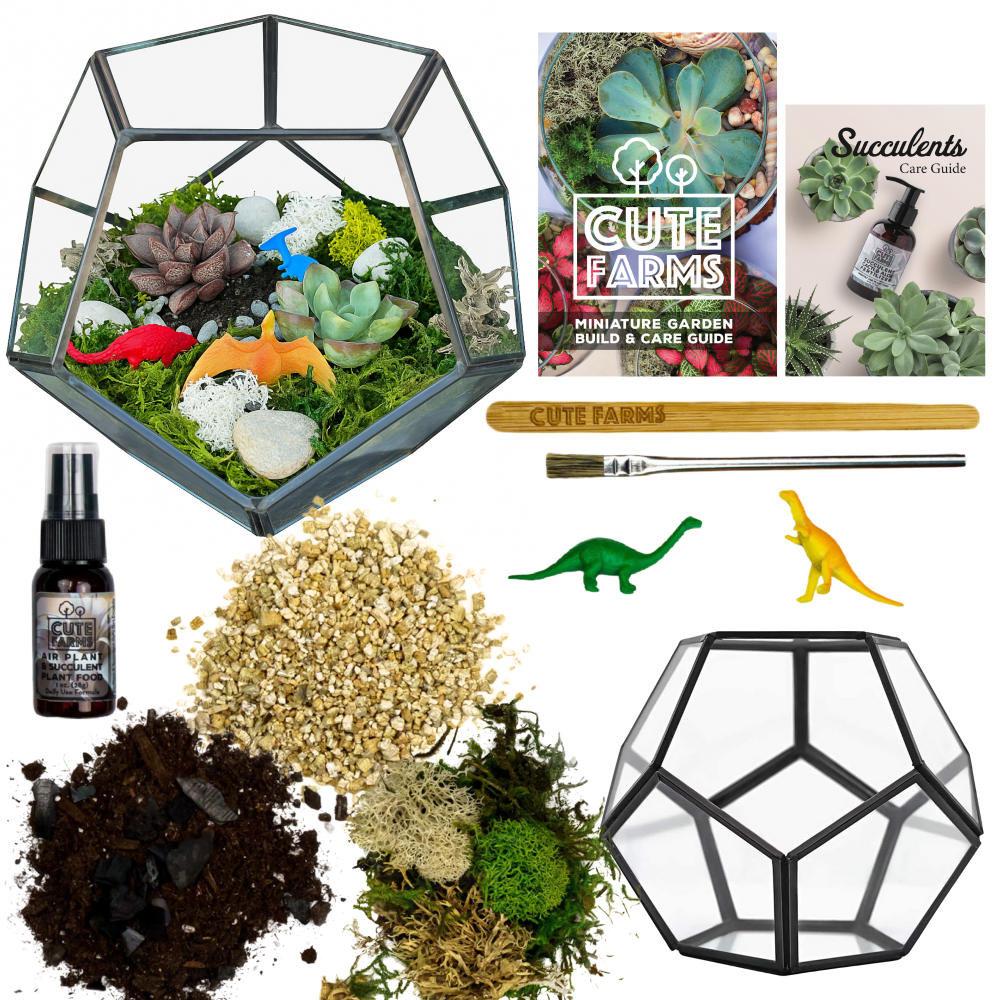 diy terrarium kit with plants Geometric Glass Terrarium Kit