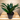 Janet Craig Dracaena