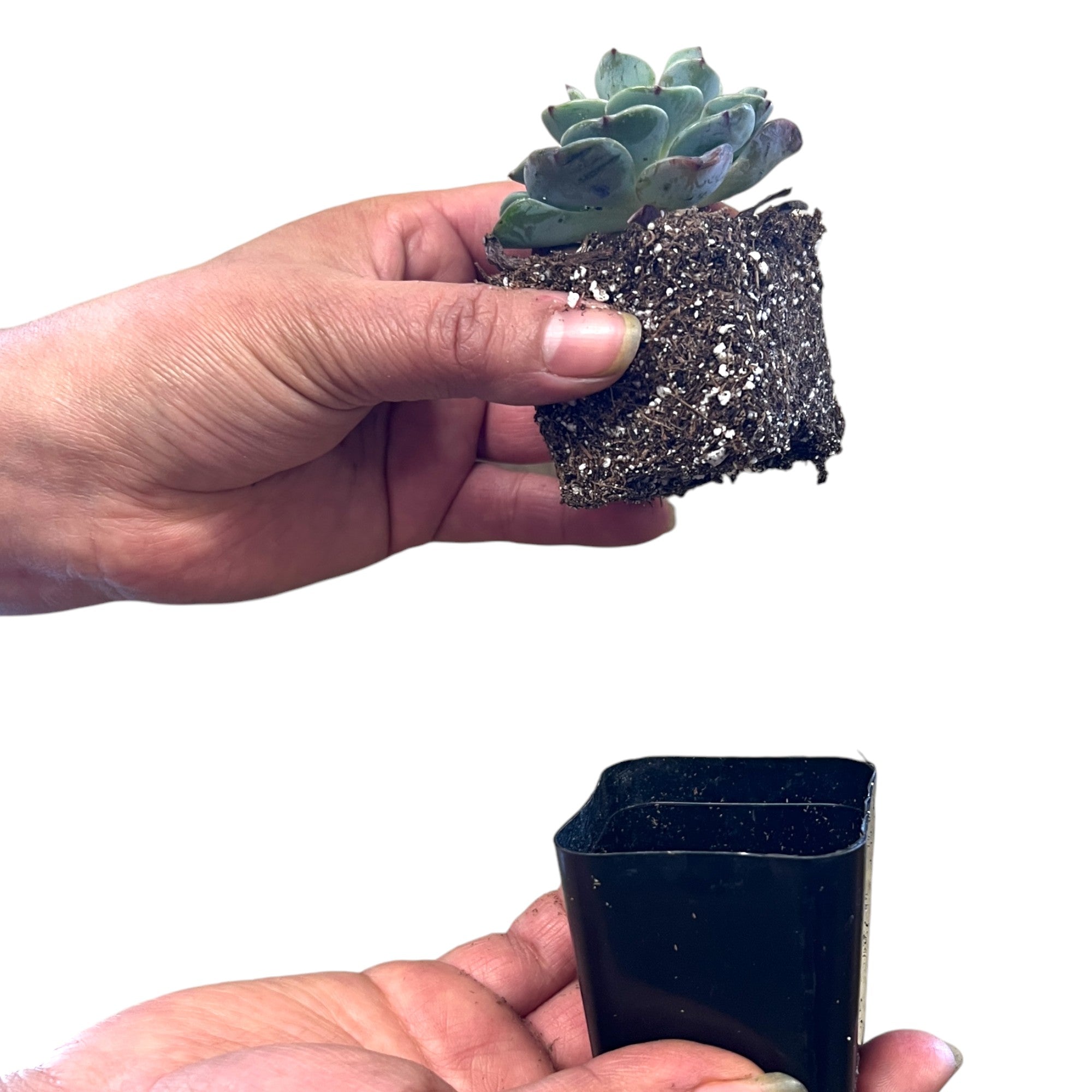 dirty thumb succulents Rosettes Succulents: Premium Quality Plants for Your Terrarium