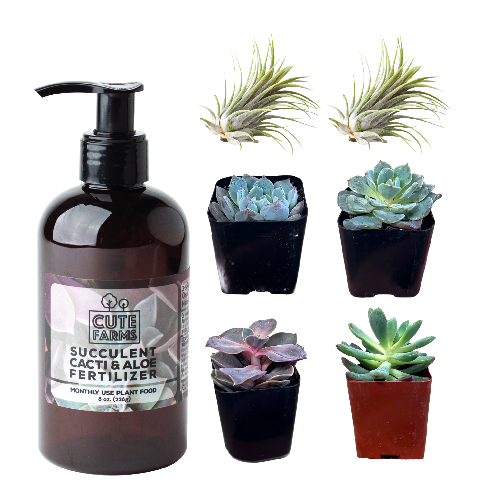 succulent planting kits Succulent Starter Kit – 4 Succulents, 2 Air Plants & Fertilizer
