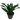 Janet Craig Dracaena