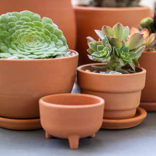 A Guide to Choosing the Right Pot for Your Succulents: Tips and Top Picks