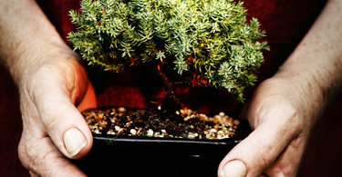 Bonsai Trees: How to Shape and Care for Them at Home? A Beginner's Guide