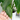 Brown Tips on Indoor Plants: Causes & How to Fix Them