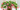 Christmas Cactus Care: How to Grow & Get It to Bloom