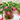 Christmas Cactus Care: How to Grow & Get It to Bloom