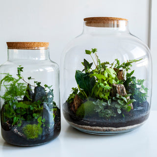 Ultimate Guide to Closed Terrariums: DIY Tips, Plant Selection, and Maintenance for Green Enthusiasts