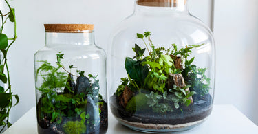 Ultimate Guide to Closed Terrariums: DIY Tips, Plant Selection, and Maintenance for Green Enthusiasts