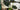 Cute Farms Elephant Ear (Alocasia Wentii) Houseplant