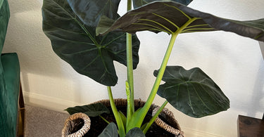 Cute Farms Elephant Ear (Alocasia Wentii) Houseplant