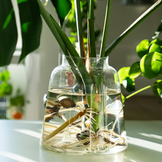 Root Drops: The Secret to Easy Propagation & Stress-Free Transplants