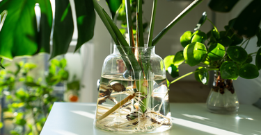 Root Drops: The Secret to Easy Propagation & Stress-Free Transplants