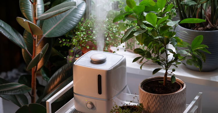 How to Increase Humidity for Houseplants and Prevent Dry Leaves – Cute ...