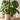 How to Make Monstera Leaves Bigger (7 Proven Tips)