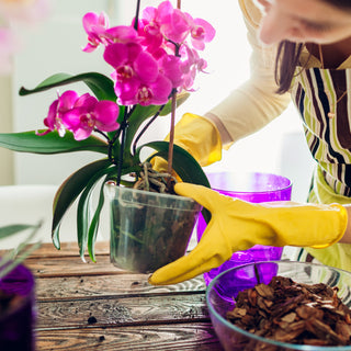 A close-up image of hands repotting an orchid plant, accompanied by text that reads 'DIY Orchid Repotting Guide: Ensuring Healthy Growth and Blooms