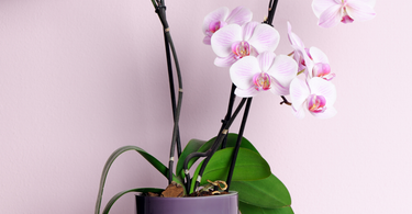 Potted Orchids – Which to Choose and How to Care for Them?