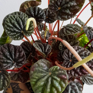 Cute Farms Peperomia Caperata