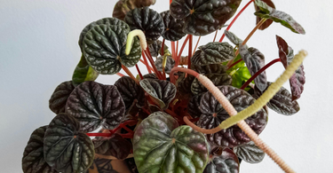 Cute Farms Peperomia Caperata