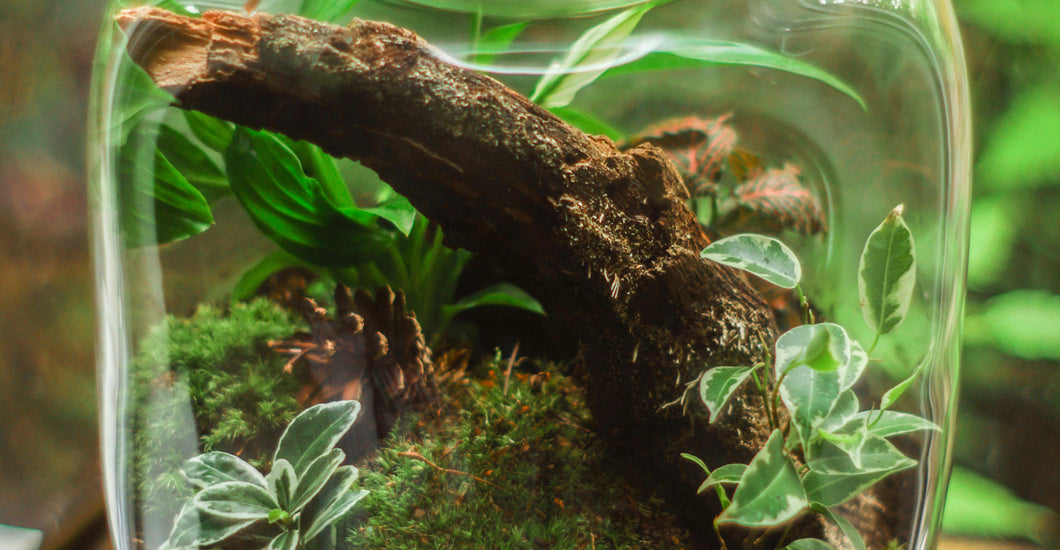 6 Best Plants for Terrariums A Guide to Creating Your Perfect