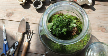 Unlocking the Secrets of Preserved Moss: Types, Uses, Care Tips, and Creative Ideas for Terrariums and More