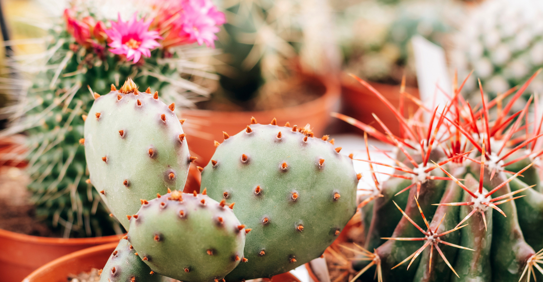 Cacti for Beginners: Easy-to-Care-for Plants That Thrive Indoors – Cute ...