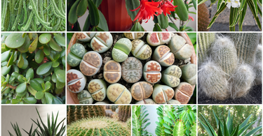 Top 10 Most Beautiful Succulents and Cacti for Your Home: Best Choices for Indoor Decor