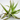 Why Are My Air Plants Turning Brown? Causes & Fixes