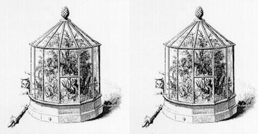 A Green Journey Through Time: The Fascinating History of Terrariums
