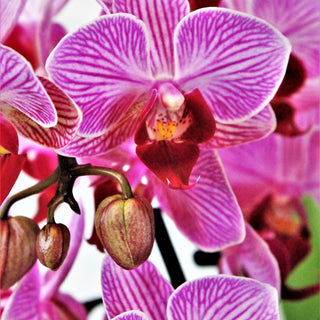 Orchid Cute Farms