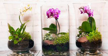 DIY Orchid Terrarium Ideas for a Beautiful Indoor Garden