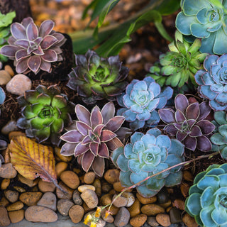 A Quick Introduction To Succulents