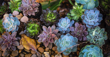 A Quick Introduction To Succulents