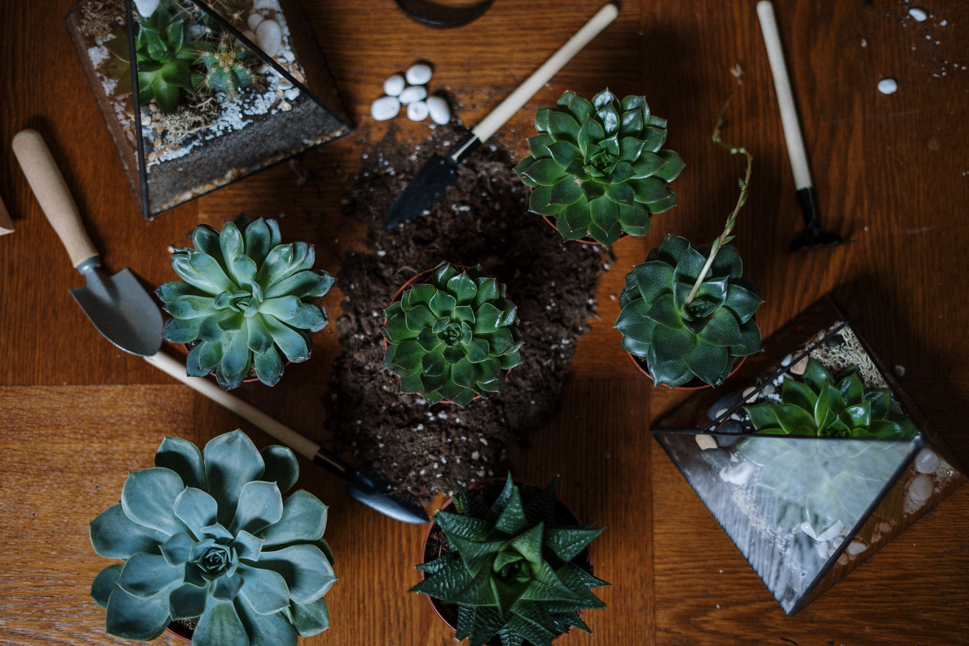 The Best Terrarium Plants: A Guide to Succulents  Cute Farms