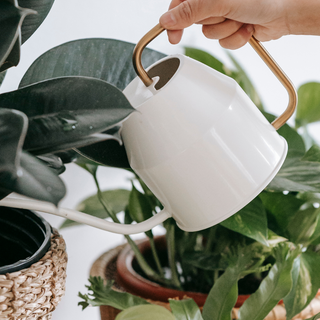 Why Your Plants Need a Tap Water Conditioner