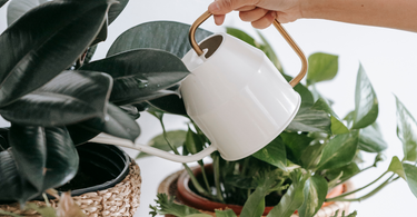 Why Your Plants Need a Tap Water Conditioner