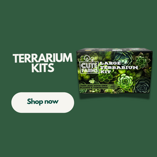 Terrarium Kits