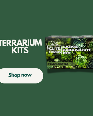 Terrarium Kits