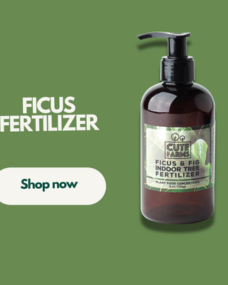 Ficus & Fig
