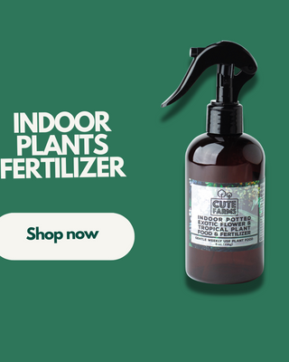 Houseplants