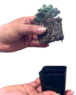 Succulents Plants
