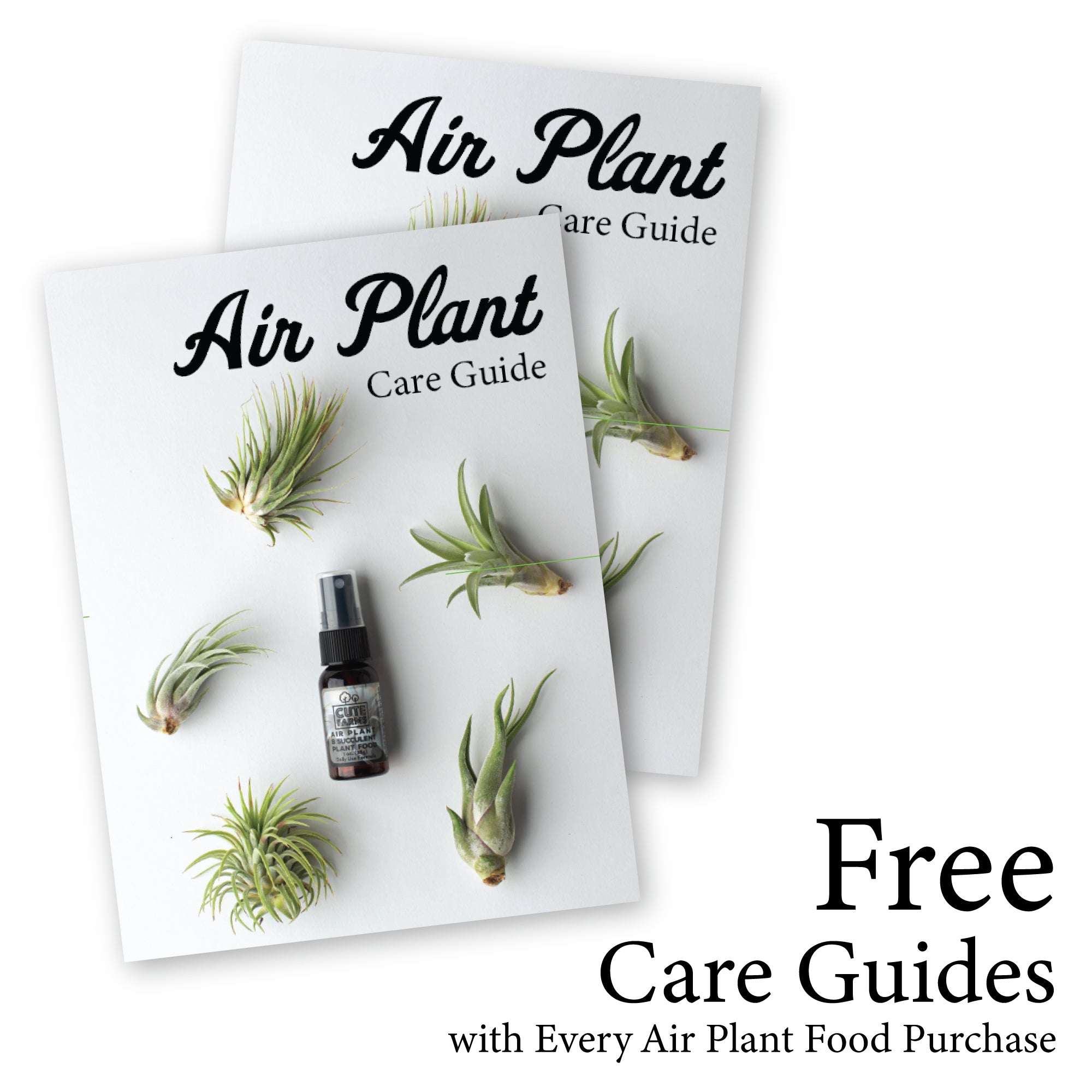 air plant care printable Tillandsia Air Plant Fertilizer + ONE Fine Mist Water Sprayer