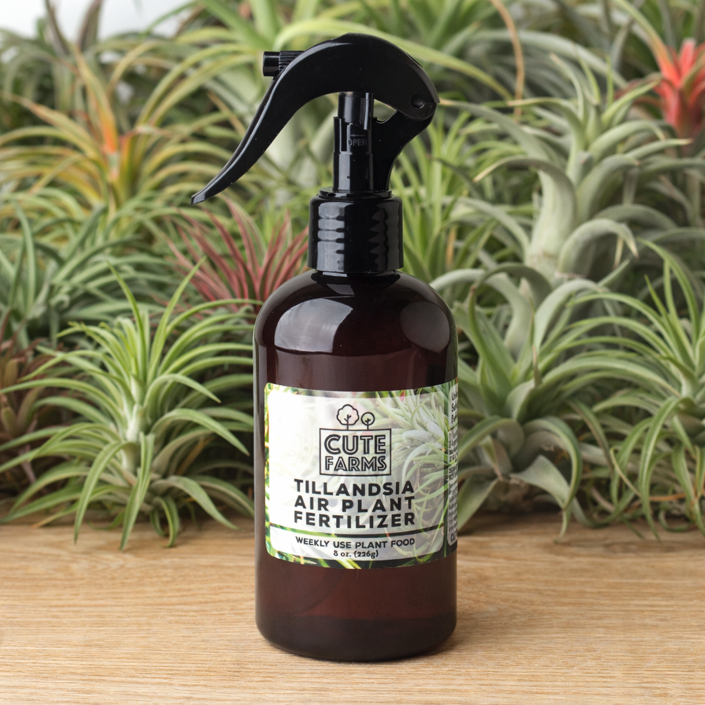 food for air plants Tillandsia Air Plant Fertilizer
